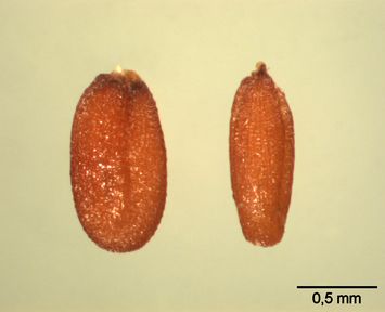 Vorschaubild Hirtentäschel